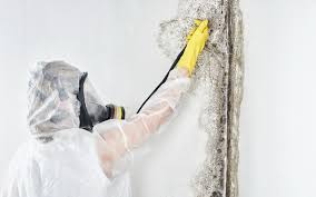 Professional Mold Prevention & Removal  in Terra Alta, WV